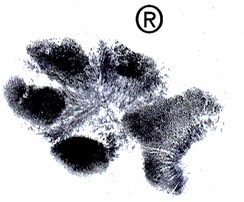 charlies footprint ab