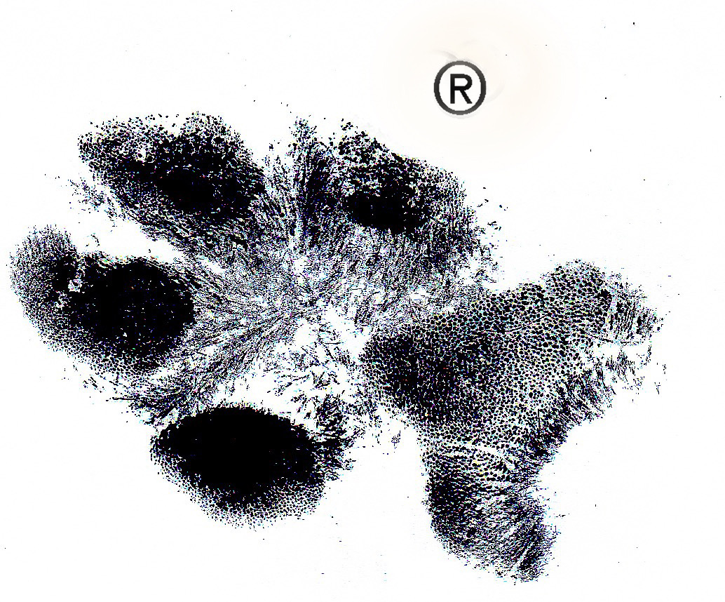 charlies footprint logo med hr