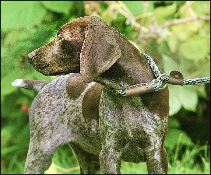 Starter Dogs Enfieldgermanshorthairs Michael enfield