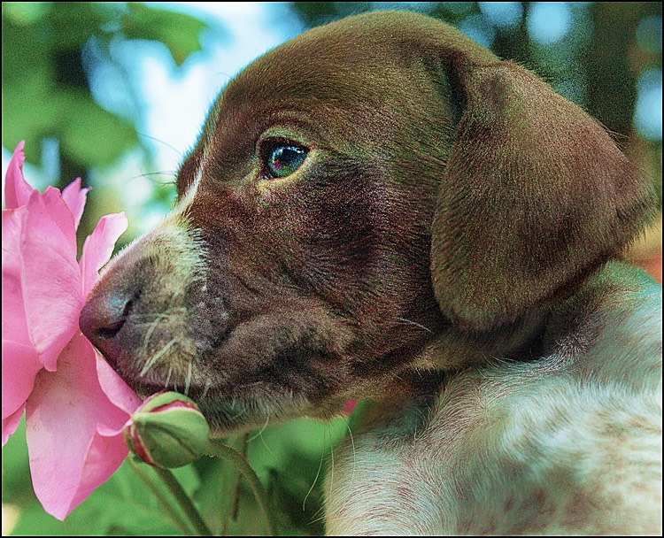 Poking Petals