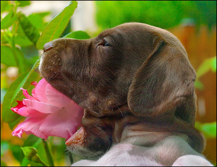 cute wallpapers hd with roses puppies